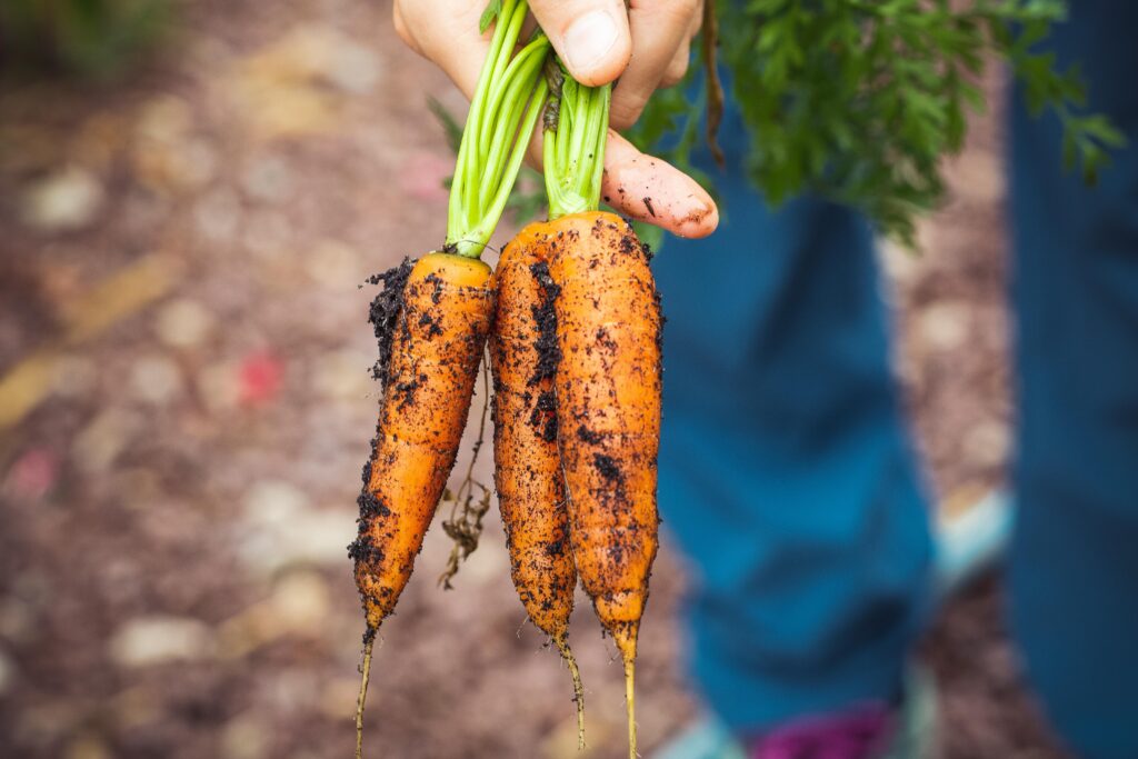 Carrots pulled from the ground.