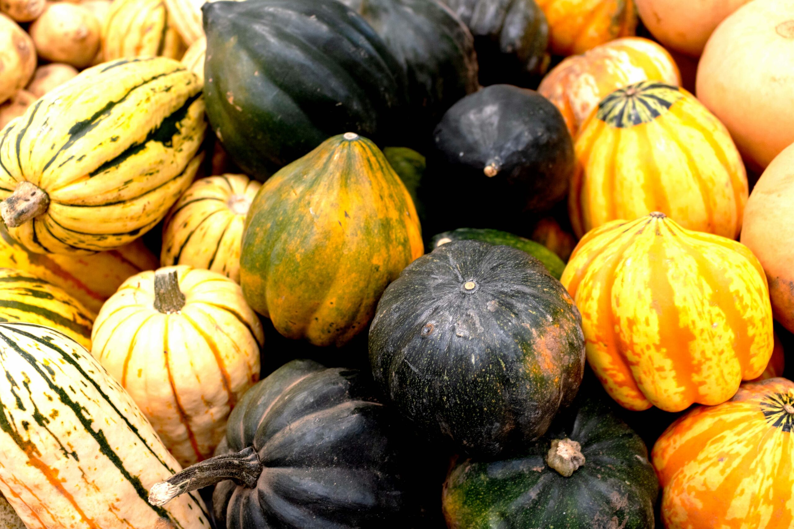 A variety of winter squashes.